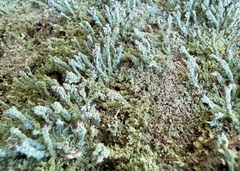 Cladonia parasitica