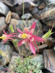 Aquilegia pubescens