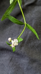 Stachys floridana