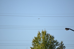 Streptopelia decaocto