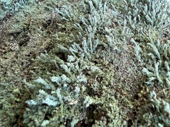 Cladonia parasitica