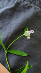 Stachys floridana