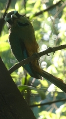 Eumomota superciliosa