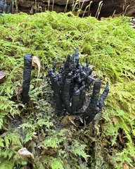 Xylaria polymorpha