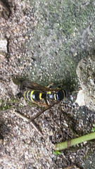 Aculeata