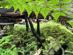 Xylaria polymorpha
