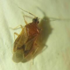 Anthocoridae