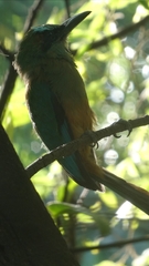 Eumomota superciliosa