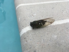 Neotibicen latifasciatus