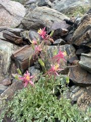 Aquilegia pubescens