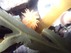 Actinia equina
