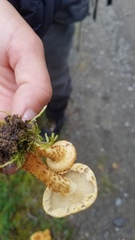 Pholiota squarrosa