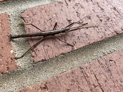 Anisomorpha buprestoides