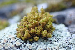 Plenogemma phyllantha