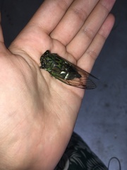 Neotibicen latifasciatus