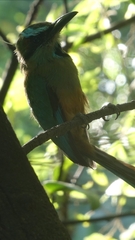 Eumomota superciliosa