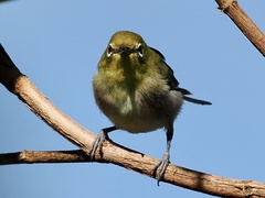 Zosterops japonicus