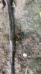 Aculeata