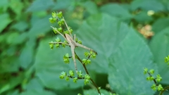 Pisaurina mira