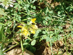 Lotus corniculatus
