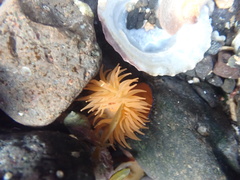 Actinia equina