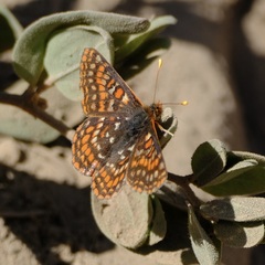 Euphydryas