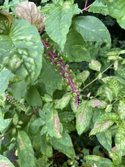 Phytolacca americana
