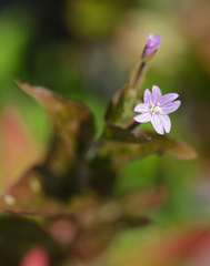 Epilobium ciliatum