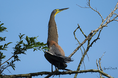 Tigrisoma mexicanum
