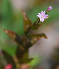 Epilobium ciliatum