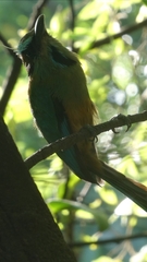 Eumomota superciliosa