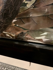 Hyla versicolor