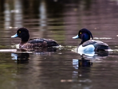 Aythya fuligula
