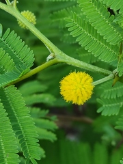 Vachellia macracantha