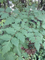 Koelreuteria paniculata