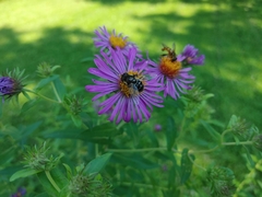 Eristalis dimidiata