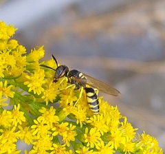 Philanthus triangulum