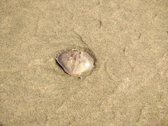 Metacarcinus magister