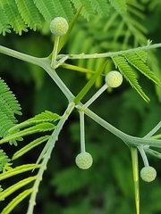 Vachellia macracantha