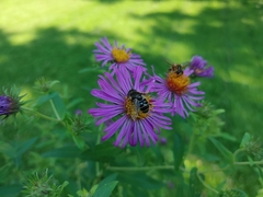 Eristalis dimidiata