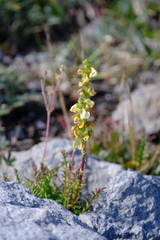 Pedicularis contorta