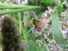 Bombus lucorum