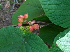 Viburnum lantanoides