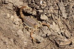 Buthus occitanus