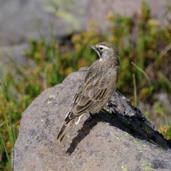 Eremophila alpestris