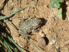 Bufotes viridis viridis