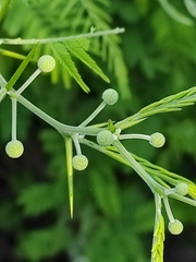 Vachellia macracantha