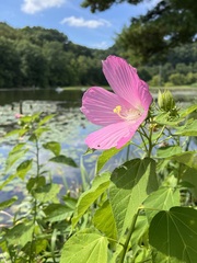 Hibiscus moscheutos