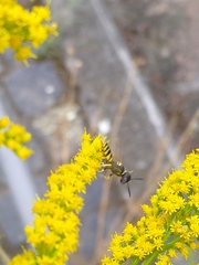 Philanthus triangulum