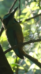 Eumomota superciliosa